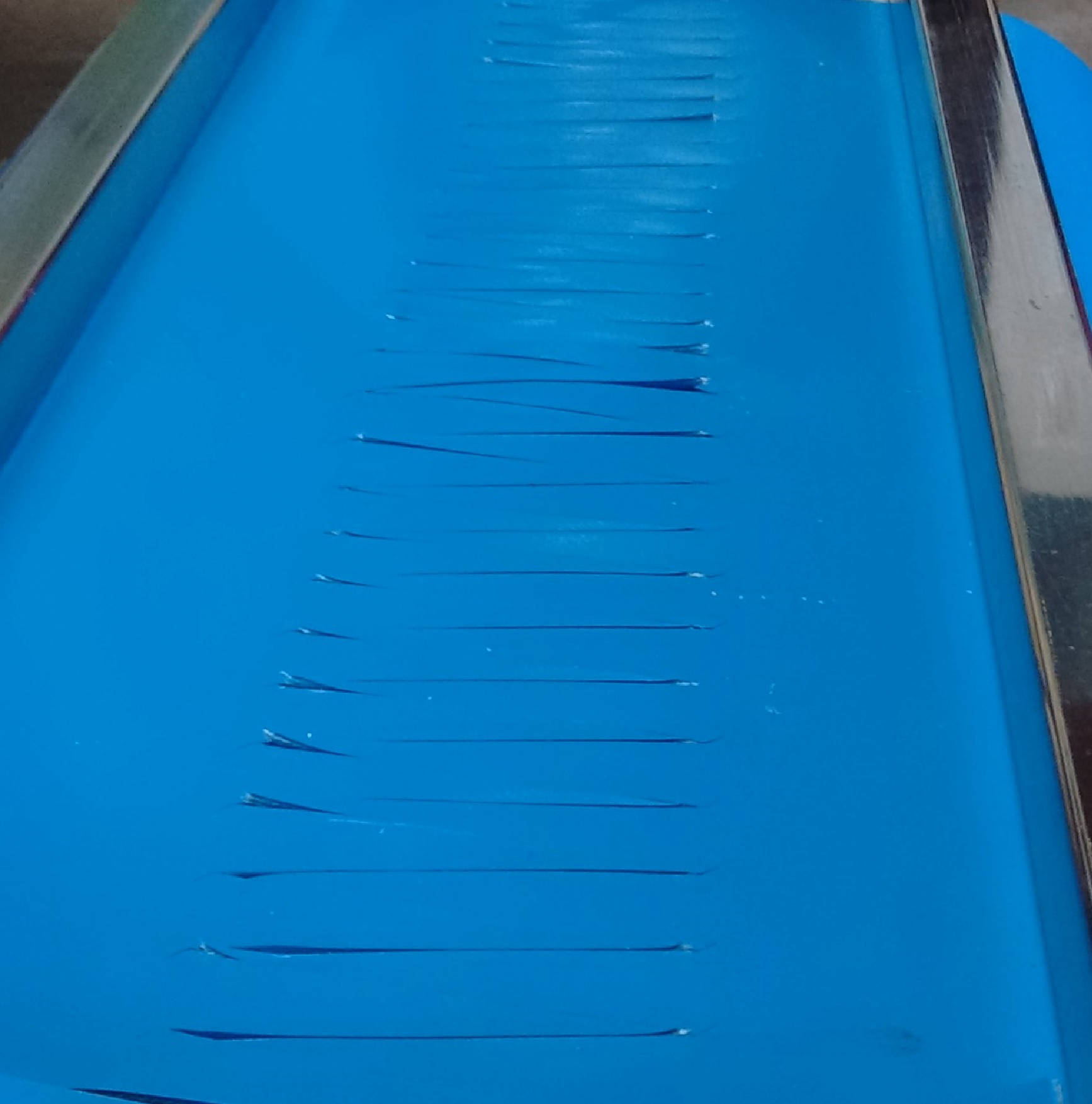 blue non microbial bakery belt